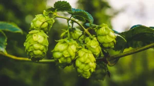 Bramling Cross hops 1687532336