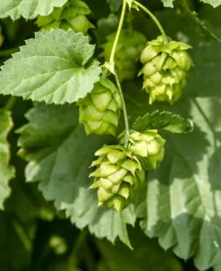 Cascade HOPS RHIZOMES 1687614633