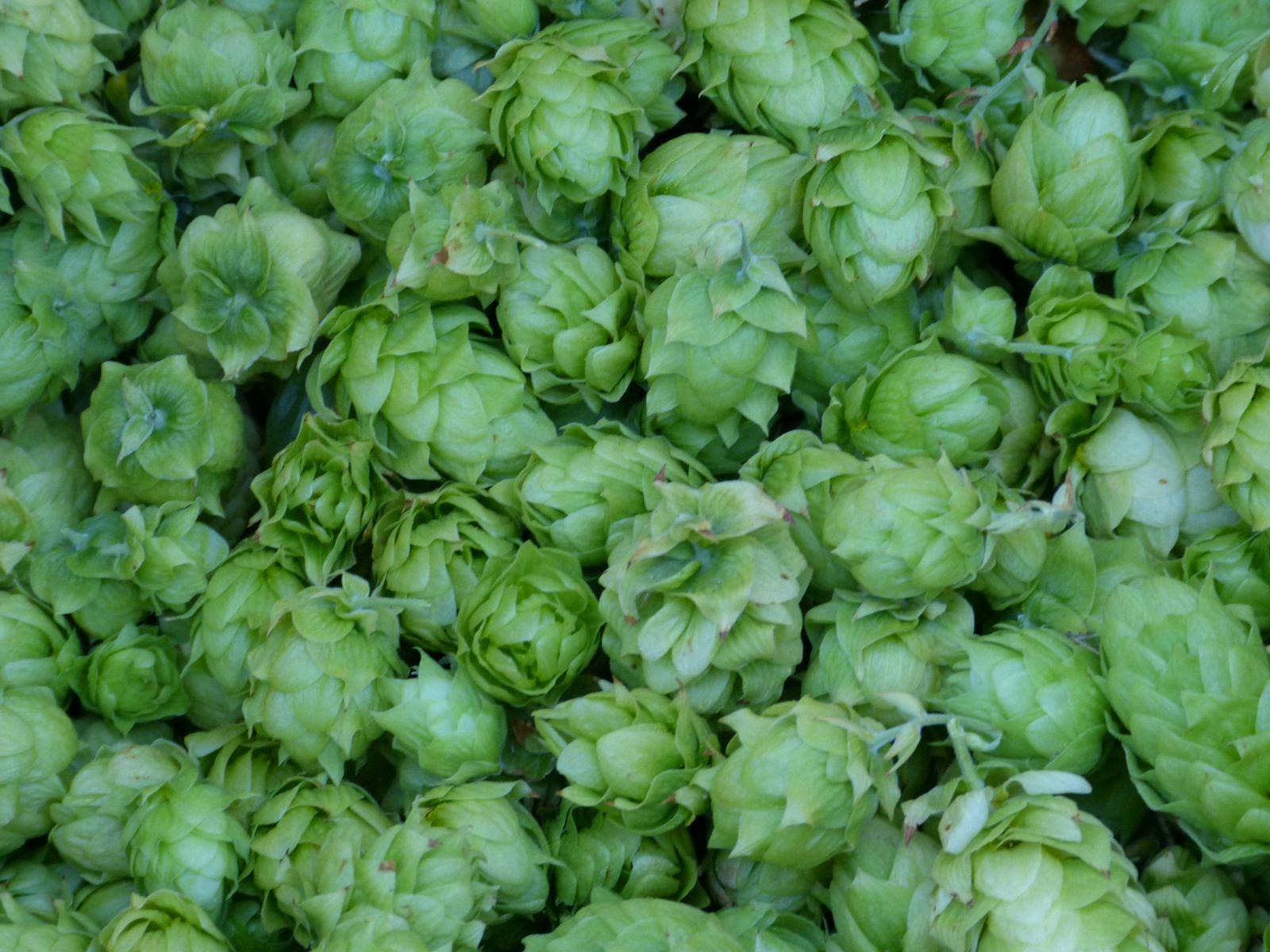 types of hops