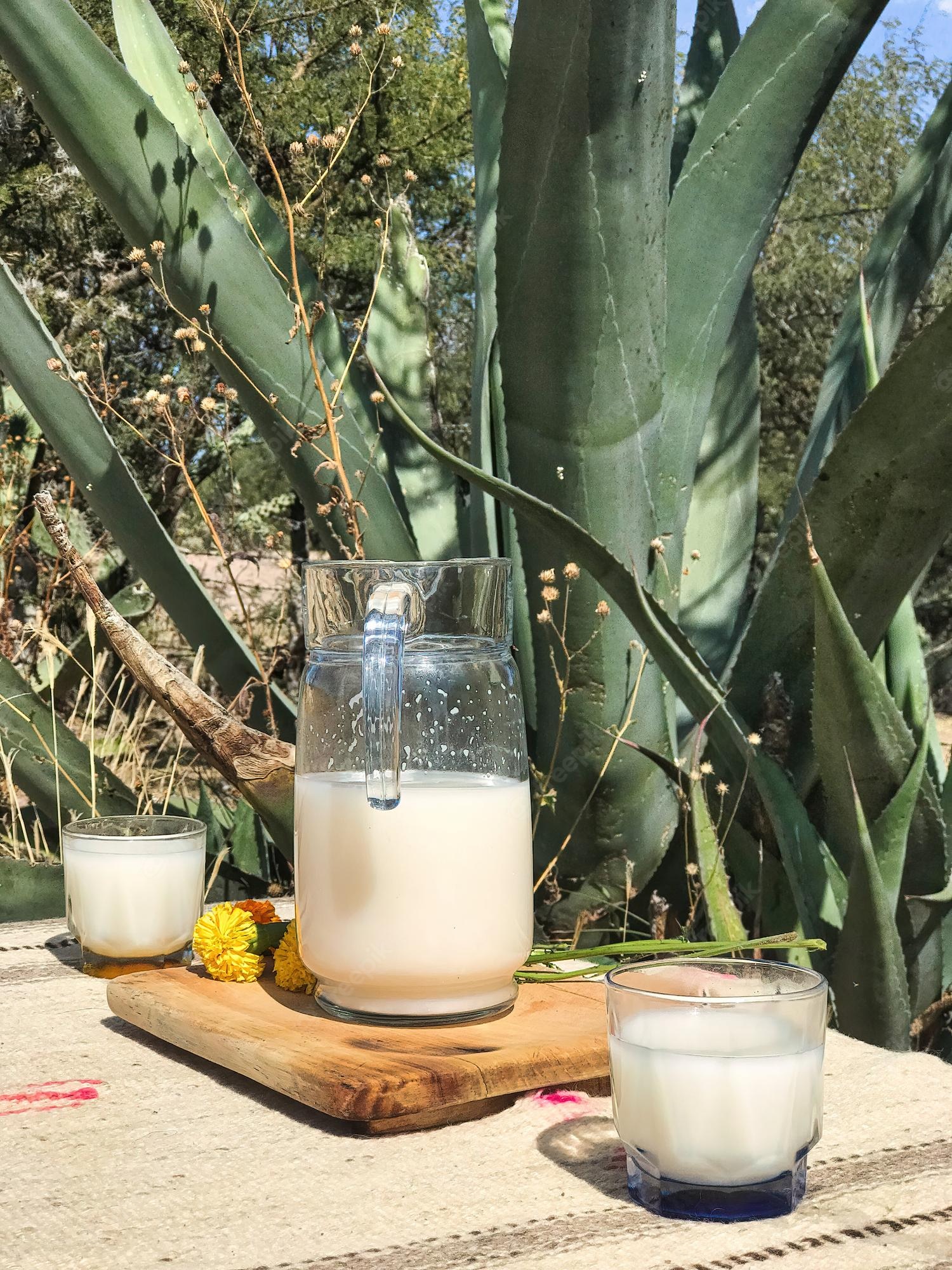 The Fermented Agave
