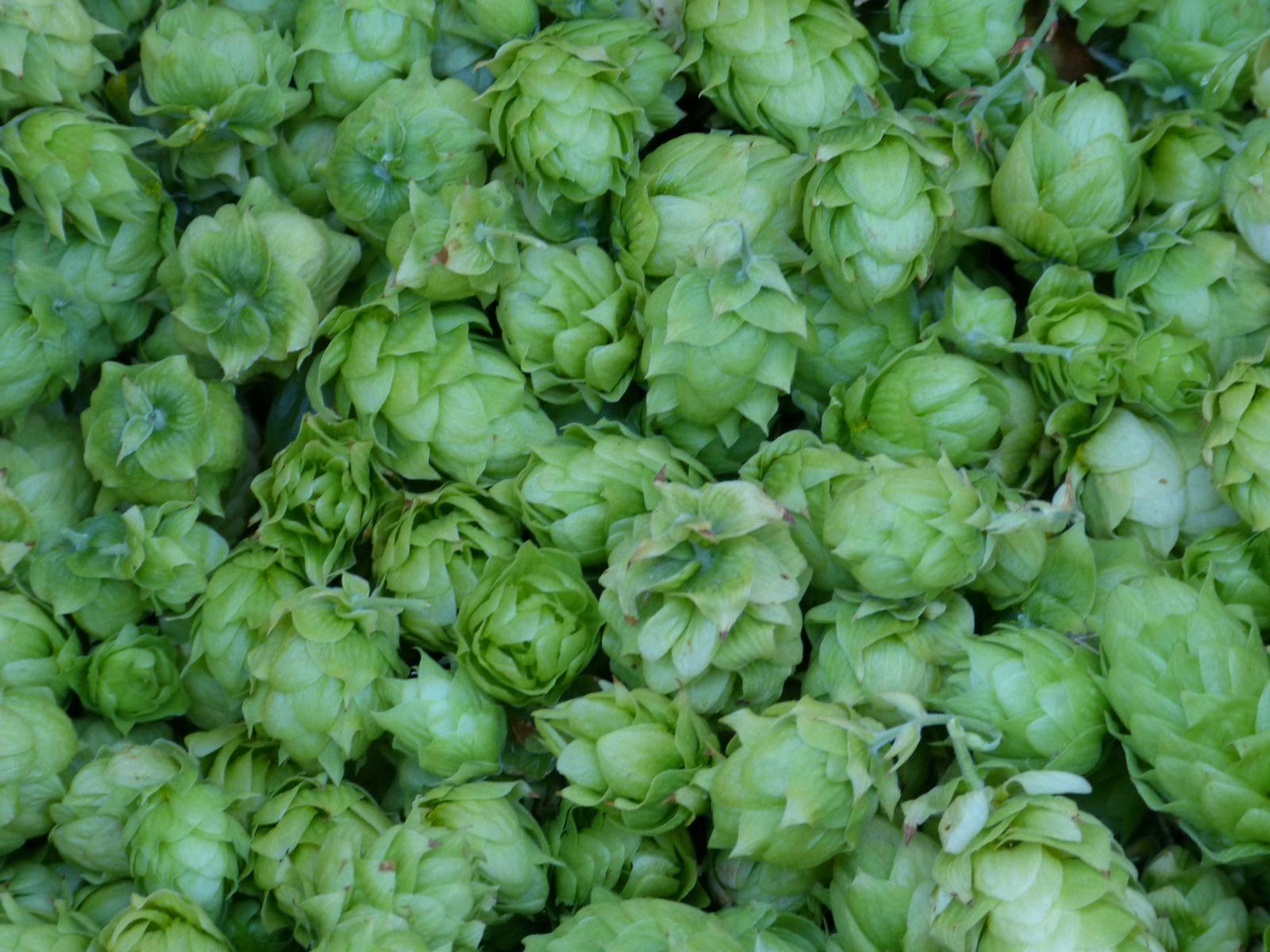 The Different Types of Hops for Brewing Beer