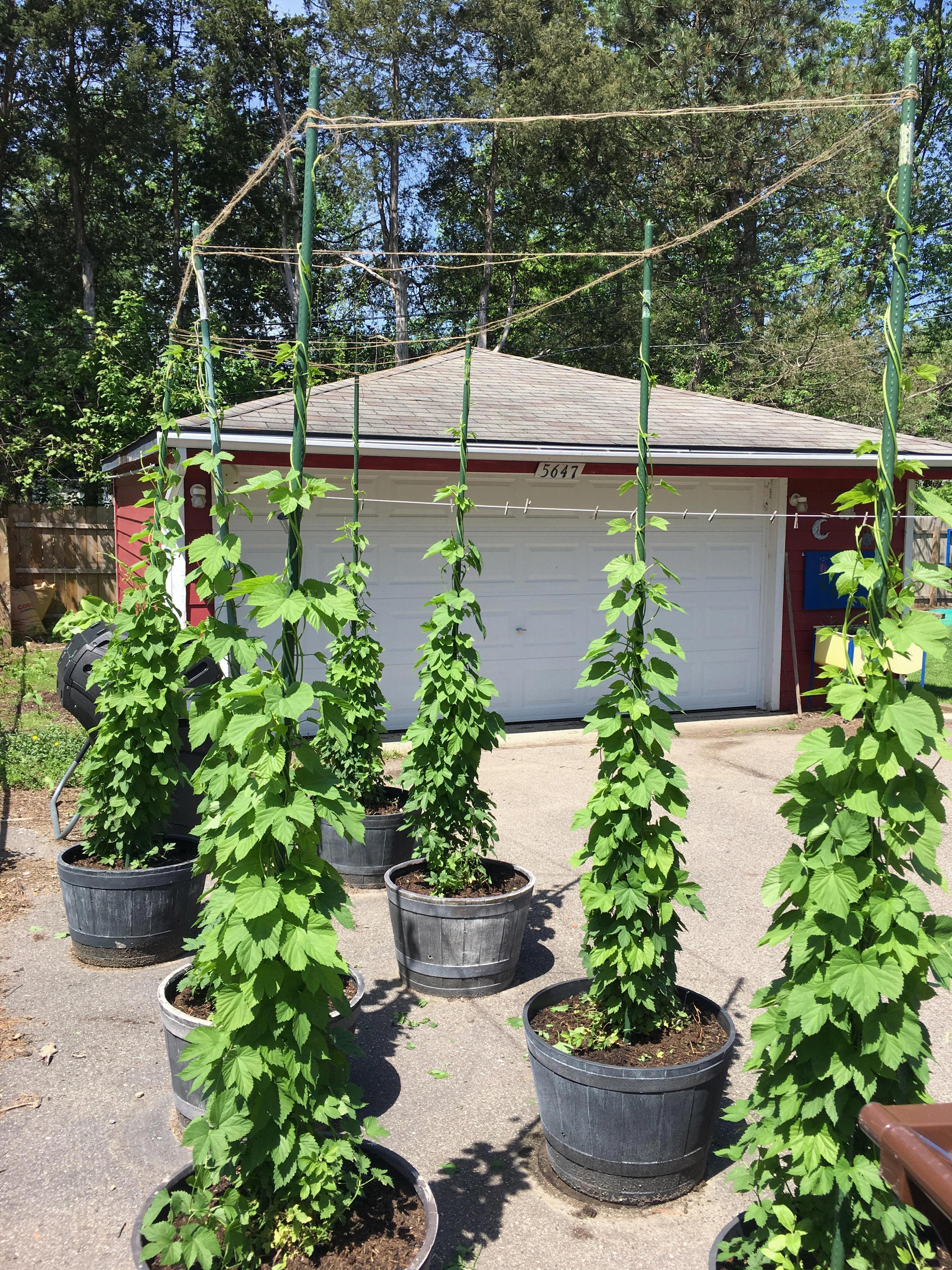 grow hops in container