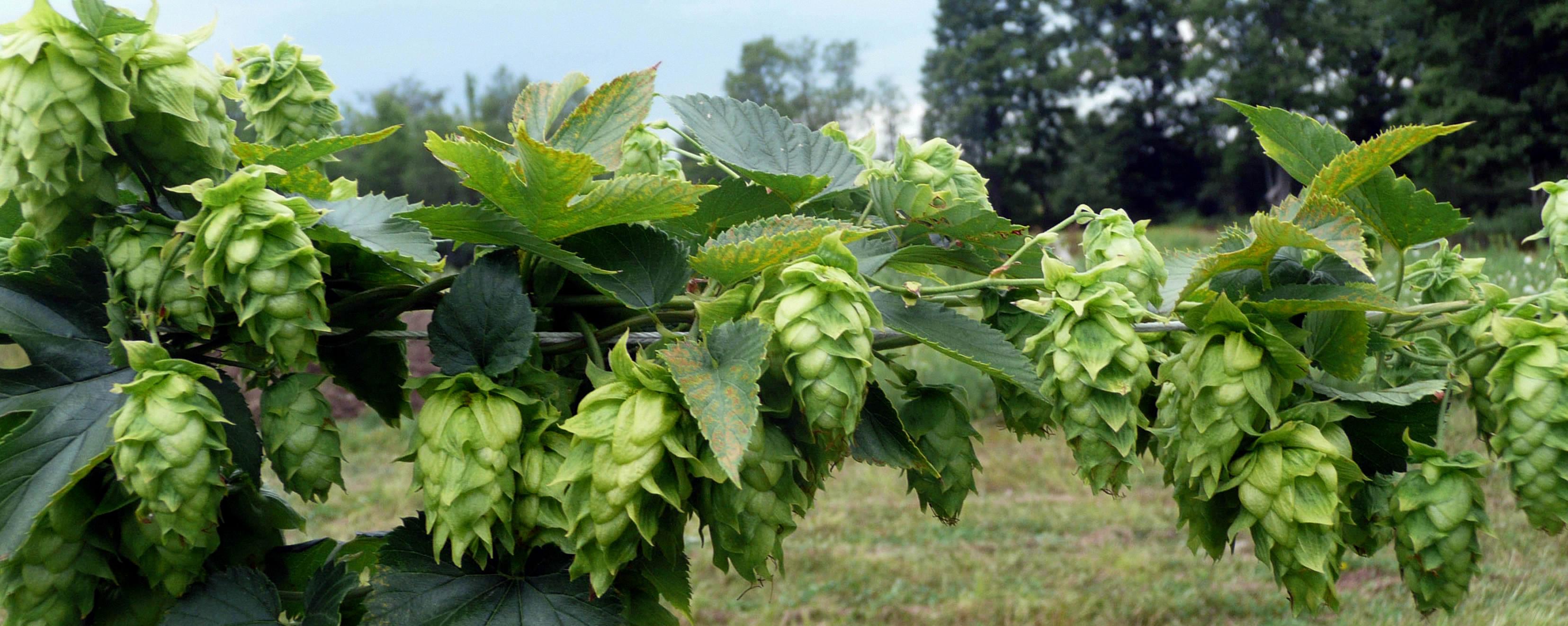 growing hops in ohio
