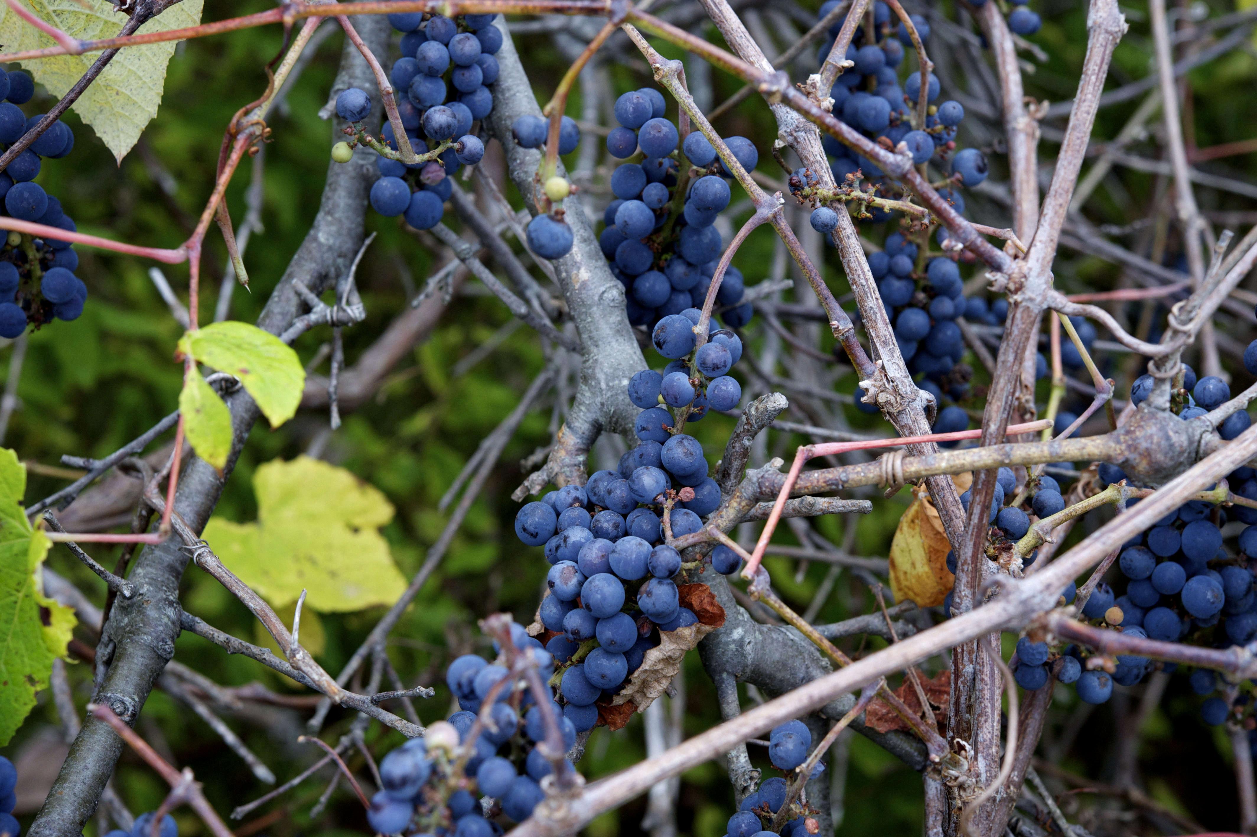 wild grape wine
