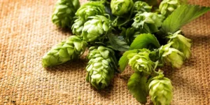 Centennial Hops 1693905030