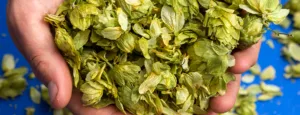 Dry hopping 1694344962 300x115 jpg