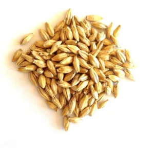 Malted Barley 1694616184