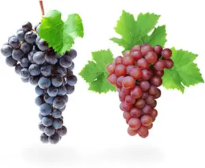 Wine Grapes vs Table Grapes 1694967121