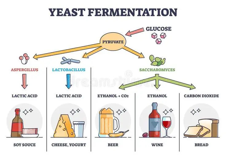 Yeast Fermentation 1695052412