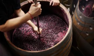 fermenting wine 1