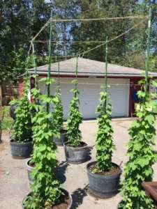 grow hops in container 1