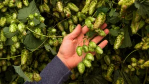 harvesting hops 1