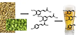 phenolic in beer 1