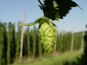 where does hops grow 1