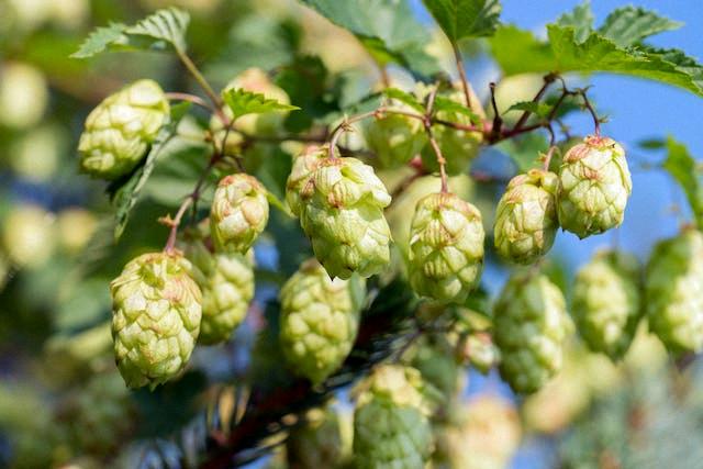 hops poisonous to dogs
